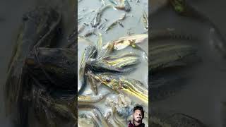 fishing mudwaterfishing mudfish fish fishingtips satisfying [upl. by Jacobo614]