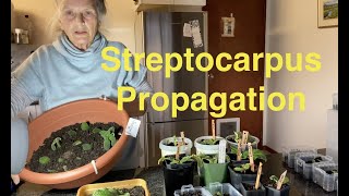 Streptocarpus Propagation [upl. by Ahseet]