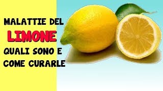 LE MALATTIE DEL LIMONE QUALI SONO E COME CURARLE [upl. by Isabea]