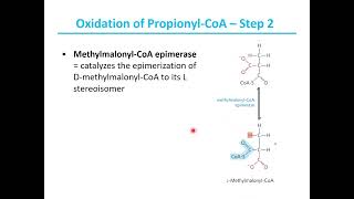 Fatty acid catabolism III [upl. by Clova]