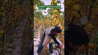 Amazing cutter for branches 🌿women agriculture farming viral short plants trending shorts [upl. by Ycnej]