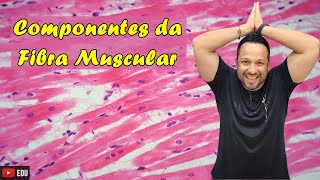 Componentes da Fibra Muscular  Nomenclatura das Estruturas  Tecido Muscular  Histologia Animal [upl. by Ttennej]