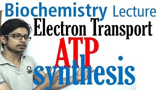 Electron transport chain and ATP synthesis [upl. by Nyhagen654]