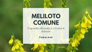 MELILOTO COMUNE  Trigonella officinalis Fabaceae  Yellow sweetclover [upl. by Behah]