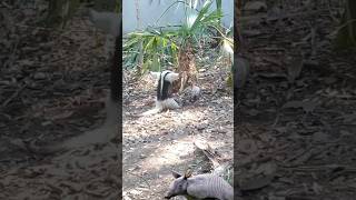 Armadillo vS hormiguero [upl. by O'Donovan910]