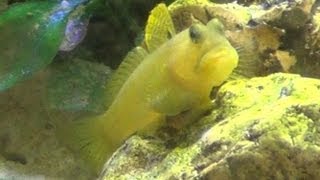 Yellow Watchman Goby amp Pistol Shrimp [upl. by Baggs]