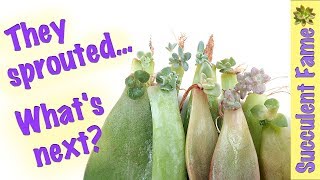 Sprouts Whats Next How to Propagate Succulents PART 5 [upl. by Eedissac]