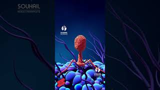 3d illustration Bacteriophage infecting bacterium in motion [upl. by Brink791]