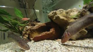 Aenigmachanna gollum Feeding Underwater Video [upl. by Melinda]