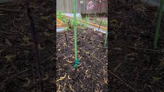 How Tall is My Asparagus Now backyardgardening growyourownfood planter toronto canada [upl. by Albur]