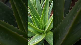 Do you have many aloe vera plants in your home gardencenterpoint nature aloevera garden short [upl. by Odlanra]