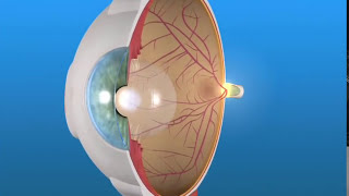 How the Eye Works and AMD [upl. by Jaquenette]