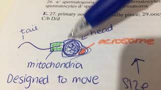 How fertilisation takes place acrosome reaction and cortical reaction [upl. by Lazaro810]