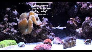 MY 3 TOP TIPS FOR KEEPING A TRACHYPHYLLIA [upl. by Jeana840]