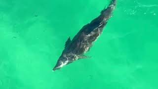 Dolphins at the Okaloosa Island Pier [upl. by Bibeau]