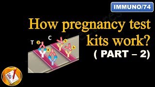 How pregnancy test kits work PART II FLImmuno74 [upl. by Asyla497]