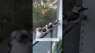 This family rescued a trapped kookaburra and then this happened animalshorts shortvideo [upl. by Eltsirk]