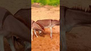 donkeys ytshort virlshort nature shortsviral pets gadhe [upl. by Rehpotsirhc]