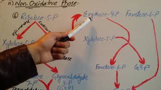 NonOxidative Phase of HMP Shunt zeshan shigriISM [upl. by Hallimaj]