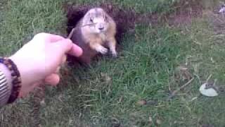 Me poking a prairie dog in the face with a twig at Belfast Zoo [upl. by Ro]