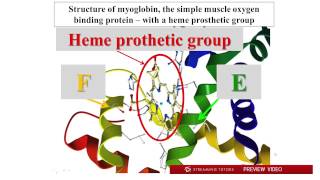 Biochemistry Hemoglobin Myoglobin tutorial [upl. by Shaer]