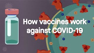 How vaccines work against COVID19 Science Simplified [upl. by Aitnwahs723]