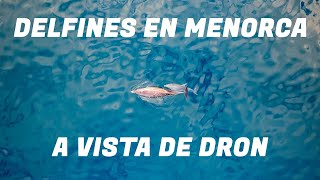 DELFINES EN MENORCA A VISTA DE DRON  2023 [upl. by Lleunamme]