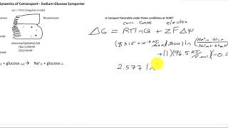 Basic Symporter Thermodynamics [upl. by Amorette189]