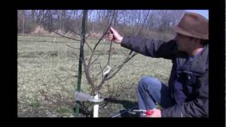 How to Prune a Young Apple Tree for Strong Growth amp Fruit Production [upl. by Hildebrandt]