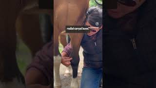 Palpation of equine carpus  proximal row [upl. by Arron387]