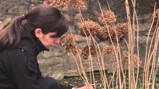 Gartentipp Frühjahrsschnitt der Schneeballhortensie Annabelle [upl. by Nhaj]