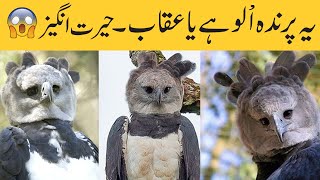 Facts About Harpy Eagle In HindiUrdu  Information About Harpy Eagle  Harpy Eagle Birds [upl. by Janeva]