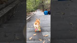 This CuteSkateboardingDog is Celebrity Dog shortvideo [upl. by Onig]