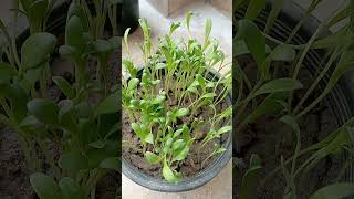 Calendula seedling growing day by day Gul e Ashrafi [upl. by Harwill721]