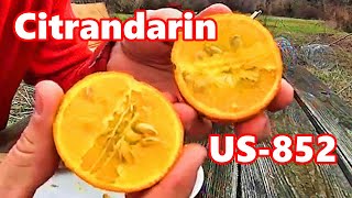 US852 Citrandarin Fruit Review And Taste Test  RARE TOUGH CITRUS [upl. by Erhart519]