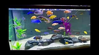 Feeding Overstocked African Cichlid Tank [upl. by Nihhi]