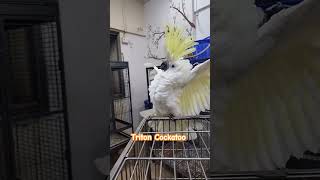 Cockatoo dancing  Triton Cockatoo showing off his crest cockatoos dancingparrot talkingparrots [upl. by Noreen]