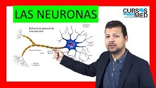 CLASIFICACIÓN DE LAS NEURONAS explicado FÁCIL ✅ [upl. by Ajaj]