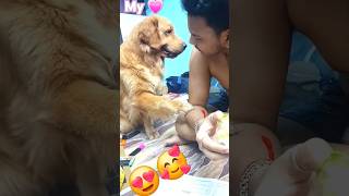 shorts feed youtubeshorts shorts viralcutegolden doglover cute [upl. by Britte]