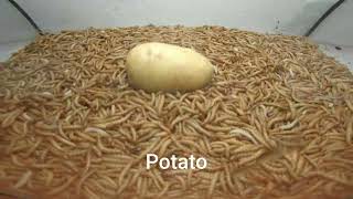 10 000 Mealworms vs Potato [upl. by Doria]