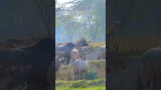 jangal me nilgai ka jhund nilgai nilgaijumping wildlife jungleinside jungle animals [upl. by Aliehs]