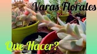 VARAS FLORALES  QUE HAGO QUIERO VER LAS FLORESPUEDO REPRODUCIR MIS SUCULENTAS DUDAS [upl. by Ap]