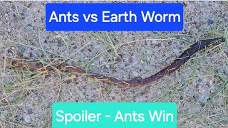 Ants Take Over Night Crawler Earth Worm nature worms ants [upl. by Vary958]