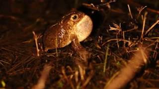 Natterjack Toad Epidalea calamita calling [upl. by Nitsed]