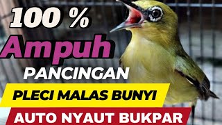 Pancingan pleci malas bunyi  auto langsung nyaut bukpar [upl. by Nelo]