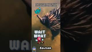 ¿Sabés qué animal es Knuckles de Sonic [upl. by Caleb683]