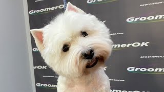 Unleashing Your Westies Beauty  A Guide to Pet Grooming [upl. by Yssac]