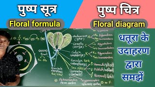 FLORAL FORMULA AND FLORAL DIAGRAM पुष्प सूत्र एवं पुष्प चित्र धतूरा का पुष्प सूत्र एवं पुष्प चित्र। [upl. by Anirav]