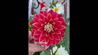 Dahlia  Mr Optimist [upl. by Celeste347]