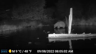 Bear on Sunny M takes a night dip [upl. by Merwin]